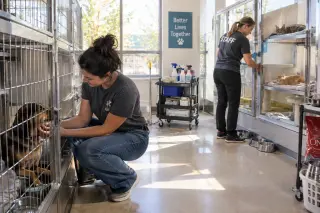 Animal shelter staff caring for a dog and cleaning a cat enclosure in a sunlit, organized refuge, with a calm and welcoming atmosphere.
